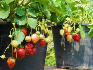 piantine di fragole